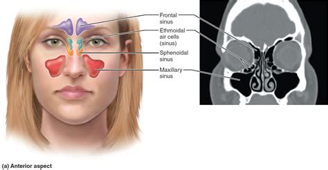 Sinus Infection - Causes, Symptoms, Diagnosis, Treatment & Home Remedies