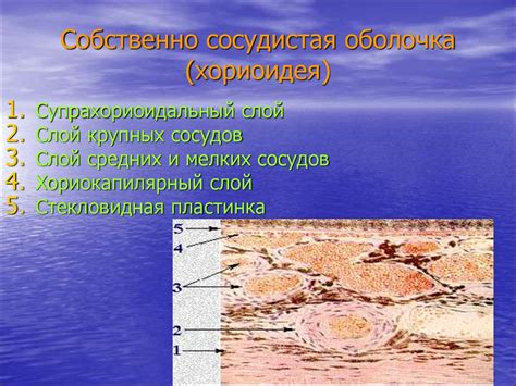 Офтальмология. Заболевания сосудистого тракта - презентация онлайн
