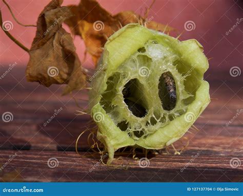 Bur and seeds stock photo. Image of macro, seeds, thistle - 127137704
