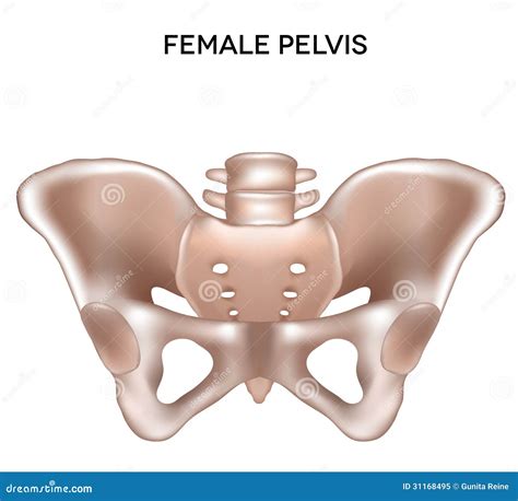 List 94+ Pictures Pictures Of The Pelvis Superb