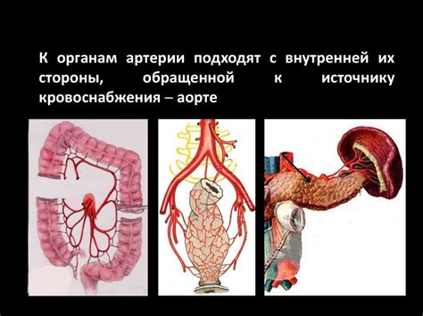 Сердечно-сосудистая система - презентация онлайн