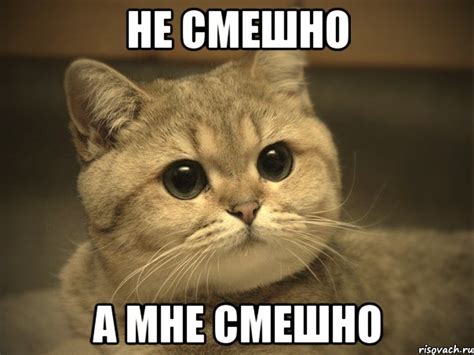 не смешно а мне смешно, Мем Пидрила ебаная котик - Рисовач .Ру