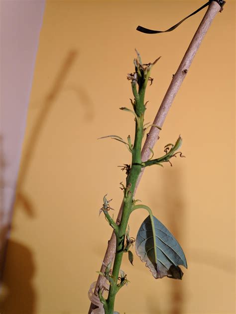 Why every new sprout is dry and dead? | Scrolller