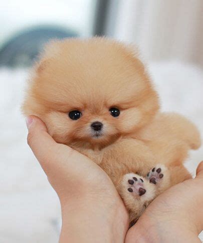 Miniature versions of cute cute dogs mini breeds that will win your heart