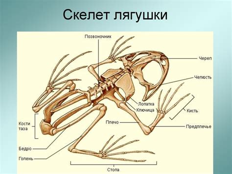 Класс Земноводные, или Амфибии. Особенности внешнего строения, скелета ...