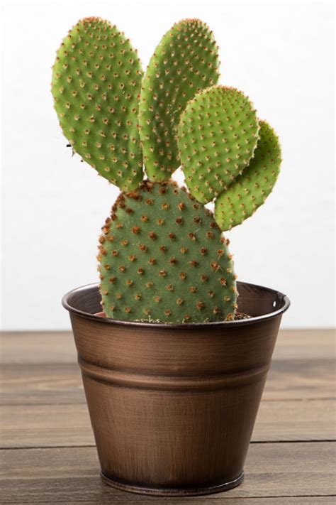 How To Grow Prickly Pear Cactus - Indoors or Outdoors!