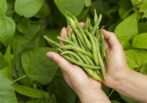 Harvesting your Green Beans - Food Gardening Network