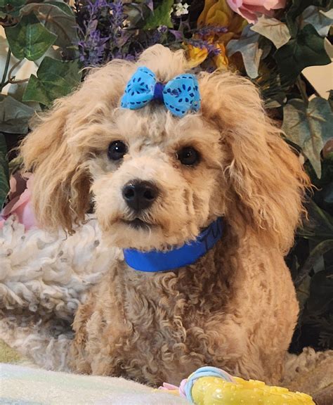 Dog for Adoption - Tuffy, a Bichon Frise in El Paso County, CO | Alpha Paw