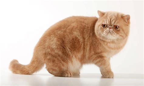 Коты Экзоты Фото И Цена — Картинки
