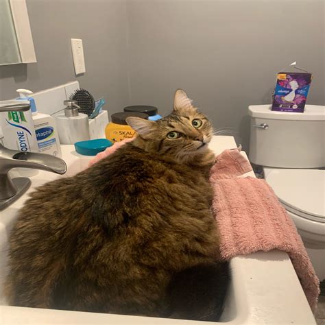 riverside animal shelter 7