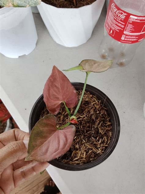 Syngonium red orm nak, Furniture & Home Living, Gardening, Plants ...