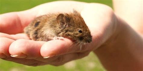 Mutant Mice Live Longer | The Scientist Magazine®