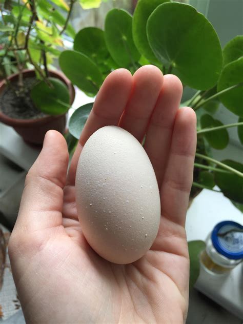 This one chicken always lays oblong eggs : r/WeirdEggs