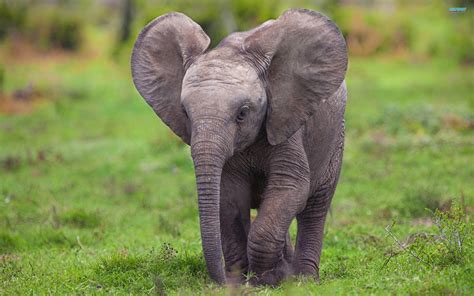 Baby Elephant Wallpapers - Wallpaper Cave