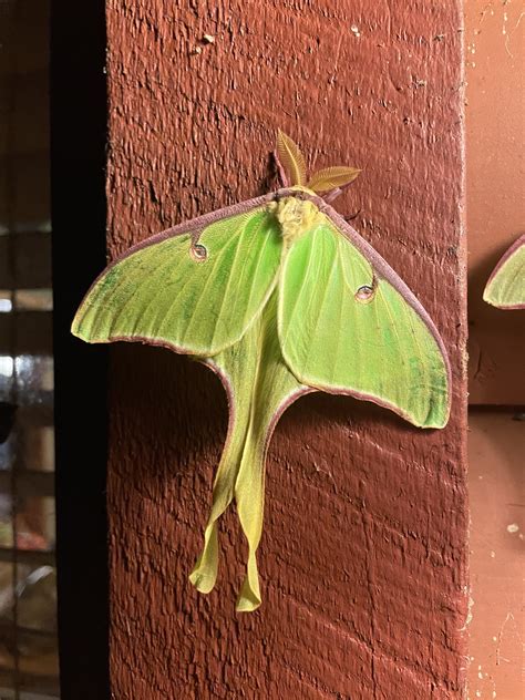 Luna moth in Smoky Mountains - Sevierville, TN : r/wildlifephotography