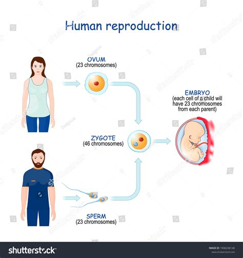 Pentru The process of sexual reproduction in humans sunt 62 imagini