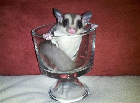 Pin by Patti Young on Cute fuzzy things | Fuzzy, Cute, Bella