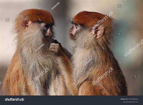 monkey face texture royalty  images stock  pictures