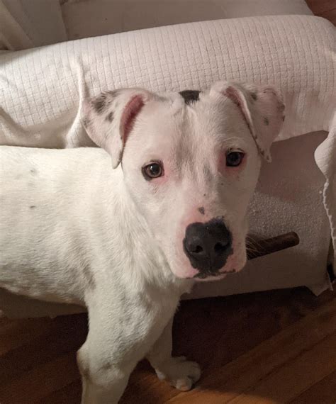 Dogo Argentino Vs Pitbull Pitbull VS Dogo Argentino Dogo Argentino