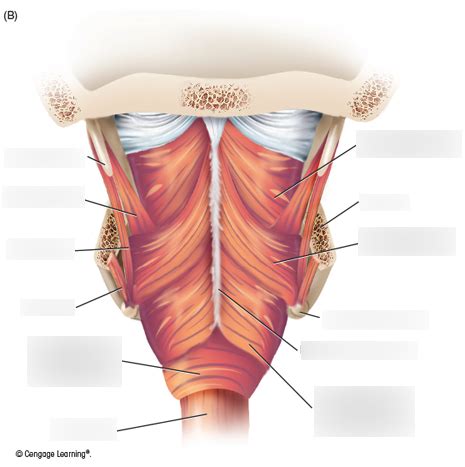Superior Constrictor Muscle