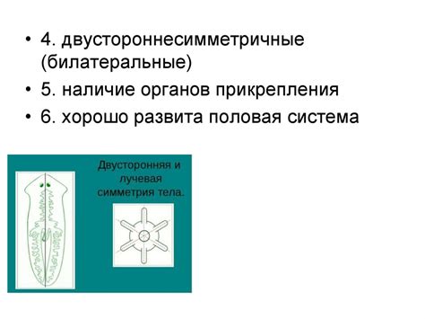 Общая и медицинская гельминтология - online presentation