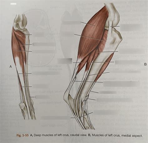 deep muscles of L crus, caudal and medial views Diagram | Quizlet