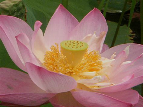 wallpaper pink flower fleur asian waterlily lotus blossom