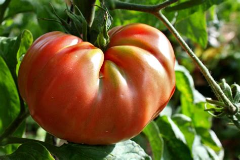seedless tomato varieties  grow   vegetable patch nature garden