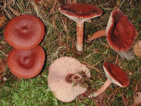 Горькушка (Lactarius rufus) фото и описание