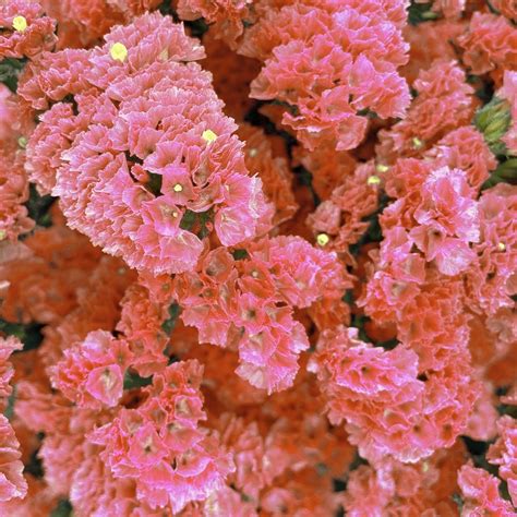STATICE QIS APRICOT Limonium sinuatum – Ferri Seeds