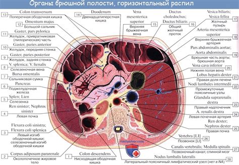 Анатомия человека: Этажи брюшной полости. Верхний этаж. Сальниковое ...