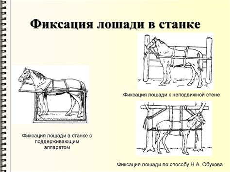 Фиксация и обездвиживание животных - презентация онлайн
