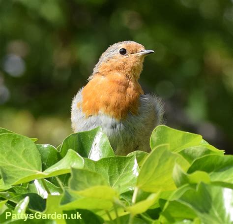 Our wildlife garden birds, including webcam