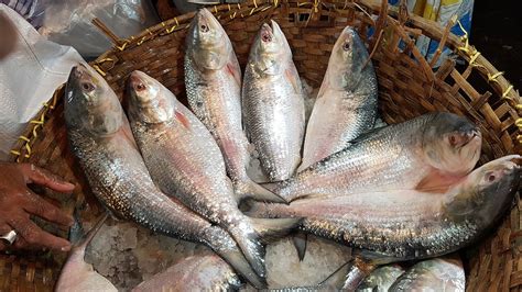 Hilsa Fish Ilish Tenualosa Ilisha - Free photo on Pixabay - Pixabay
