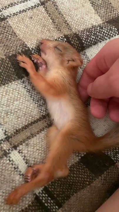 Маленька соня)😍 Little sonia #squirrel #животные #animal #маша #білка ...