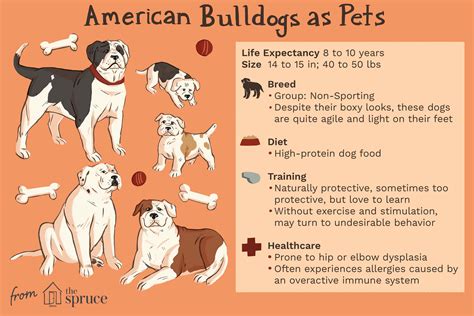American Bulldog: Dog Breed Characteristics & Care