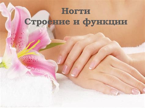 Строение и функции ногтей - презентация онлайн