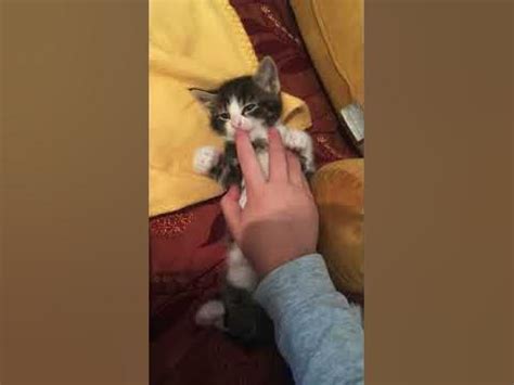 Мјау - YouTube