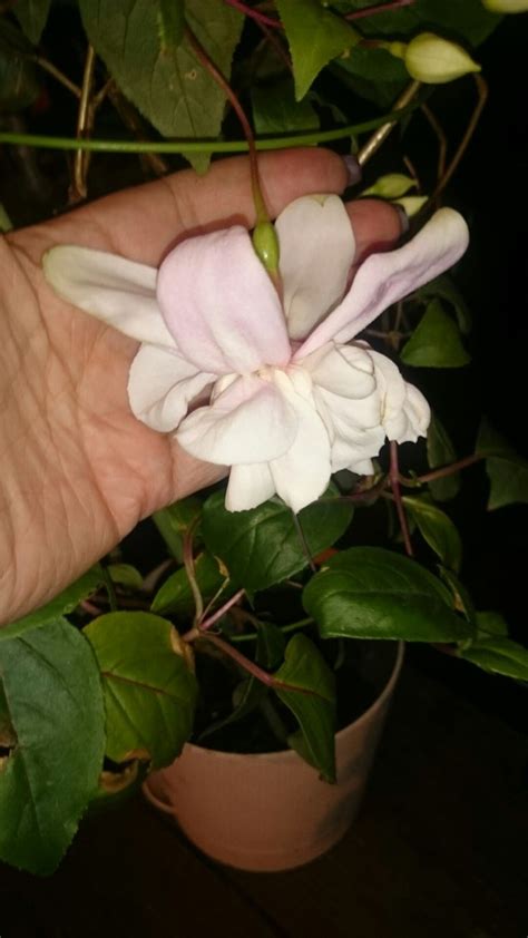 Фуксия Pink Marshmallow