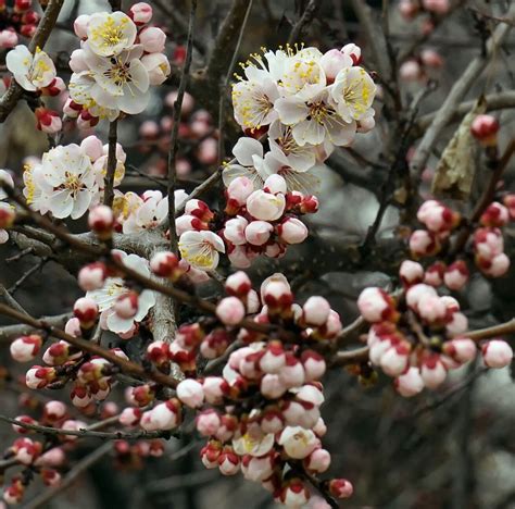 Цветущий урюк | Plants, Grapes, Fruit