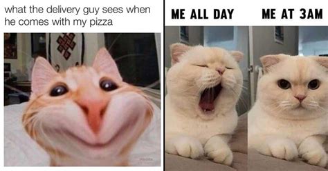 40 Hilarious Cat Memes That Will Have You Purring With Laughter ...