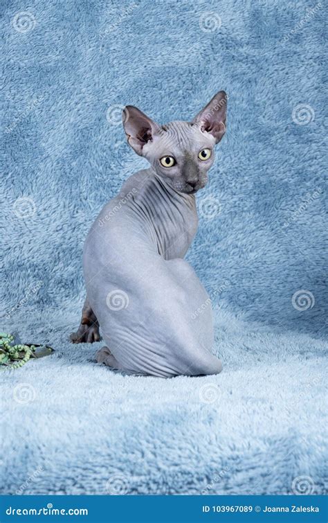 Blue Canadian Sphynx the Canadian Hairless Cat Kitten Stock Image ...