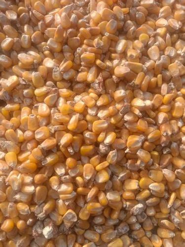 natural yellow corn  kg  kg  kolkata id