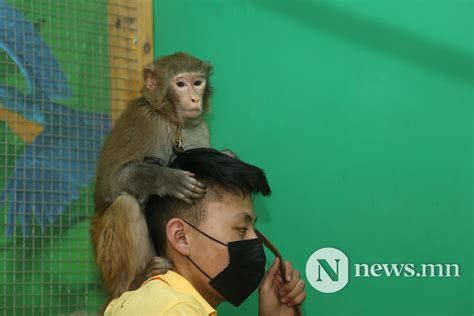 "Монголд амьтны хүрээлэн зайлшгүй байх шаардлагатай" | News.MN