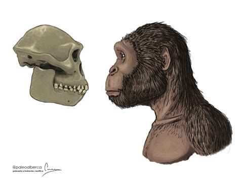 Australopithecus afarensis by paleoalberca on DeviantArt