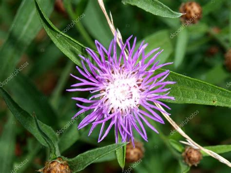 Violet steppe flower — Stock Photo © magnoos #6262904