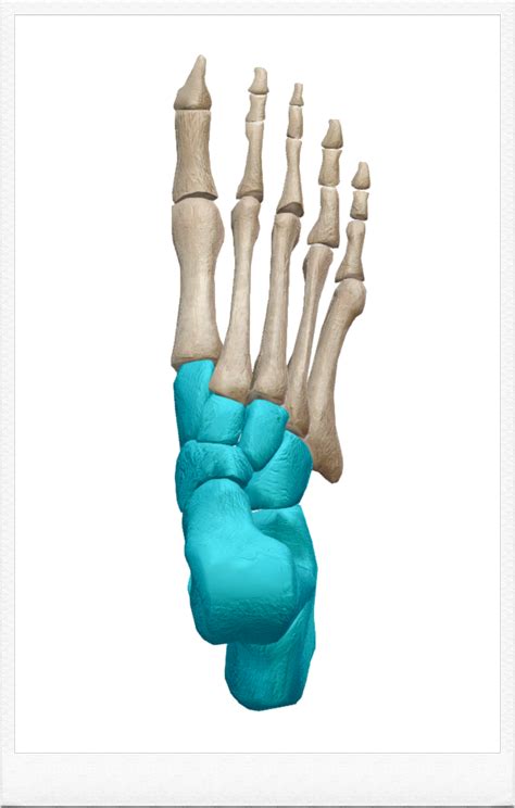 [해부학 - 의대생도 보는 골학] - 발목뼈(족근골ㆍtarsal bones) : 네이버 블로그