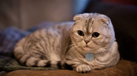 10 Flat-Faced Cat Breeds - Love Your Cat