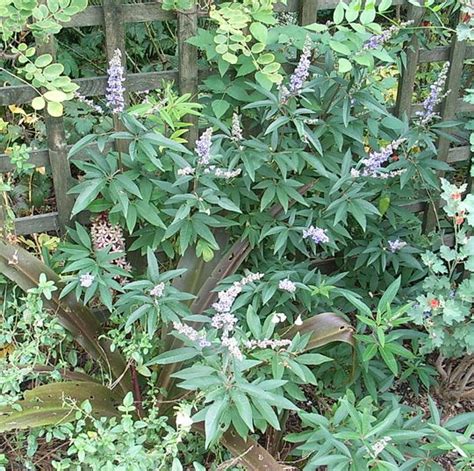 Vitex agnus-castus : Grows on You