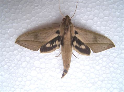 sphingidae hawk moths fauna paraguay